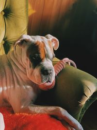 Close-up of dog looking away at home