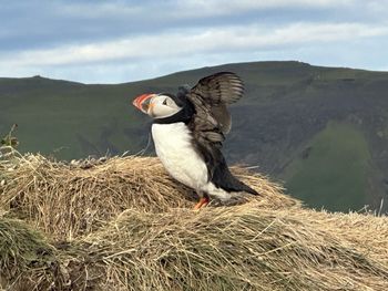 Northern ocean paffin bird in iceland