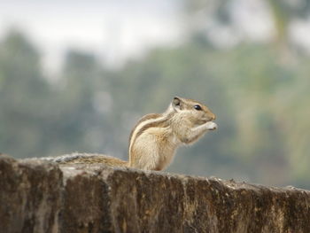 Close-up of squirrel on retaining wall