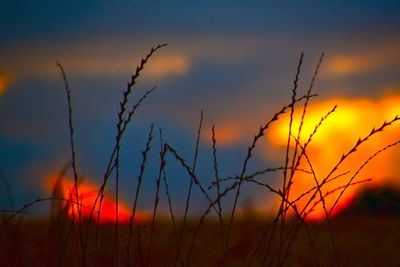 Close-up of silhouette plants on field against sunset sky