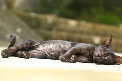 Close-up of a cat sleeping