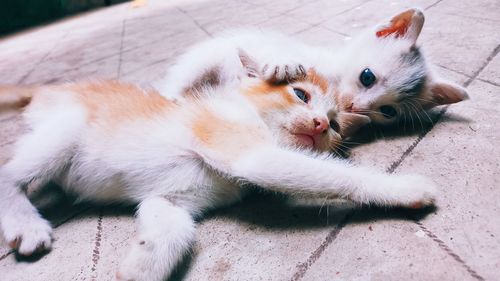 High angle view of cat lying down