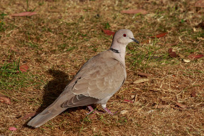 Close-up of dove perching on field