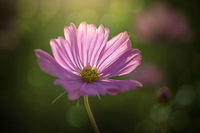 Close-up of pink cosmos flower blooming outdoors