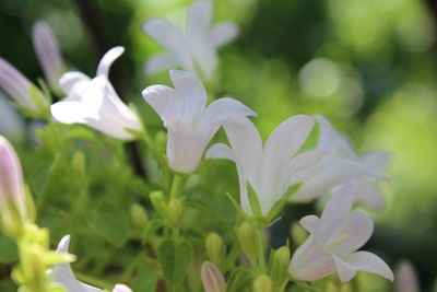 Close-up of purple flowering plant on field