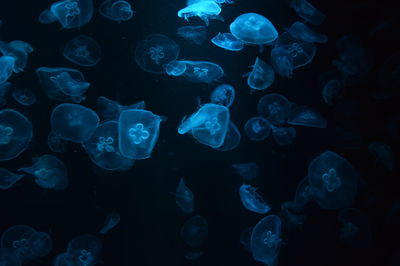 Close-up of jellyfish against black background