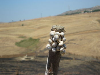 Close-up of landscape against sky