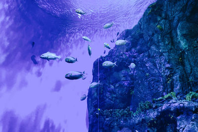 reef