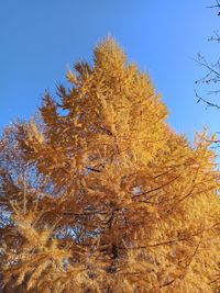 Low angle view of autumnal trees against clear blue sky