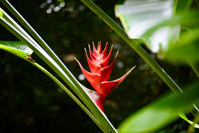 Close-up of red rose flower