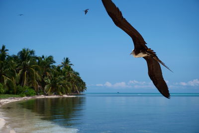 View of bird flying over sea against sky