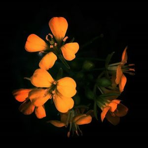 Close-up of flower over black background