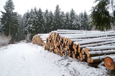 Stack of logs on snow covered field during winter