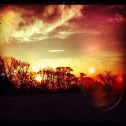 Silhouette of trees at sunset