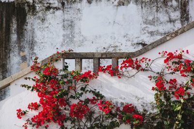 Red flowers against wooden railing