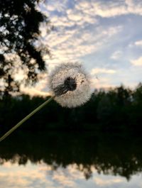 Close-up of dandelion against sky during sunset