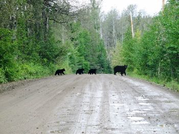 Road passing through forest