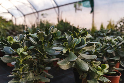 Close-up of potted plant