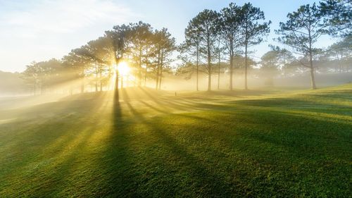 Sunlight streaming through trees on field against sky