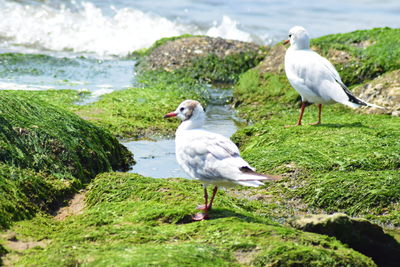 Seagulls perching on a land