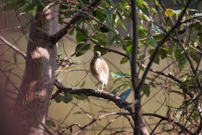 Low angle view of bird perching on branch
