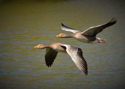 Swan flying over lake