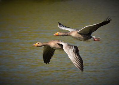 Geese in flight