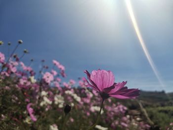 Close-up of pink flower against sky