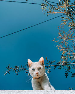 Low angle view of a cute cat with different eyes color