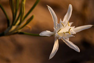 Close-up of white flower