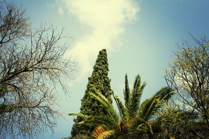 low angle view, tree, sky, branch, cloud - sky, growth, bare tree, nature, tall - high, tranquility, day, cloud, outdoors, beauty in nature, no people, sunlight, blue, scenics, built structure, architecture