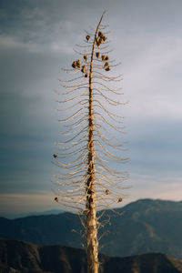 Dying agave plant in the san bernardino mountains 