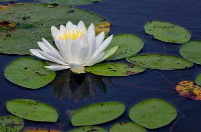 Lotus water lily in pond