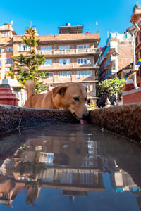 View of dog by buildings in city