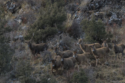 Deer on field