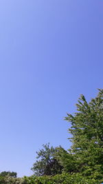 Low angle view of trees against blue sky