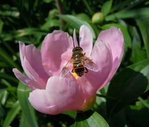 Close-up of bee pollinating on pink flower