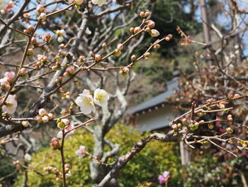 Close-up of flower tree