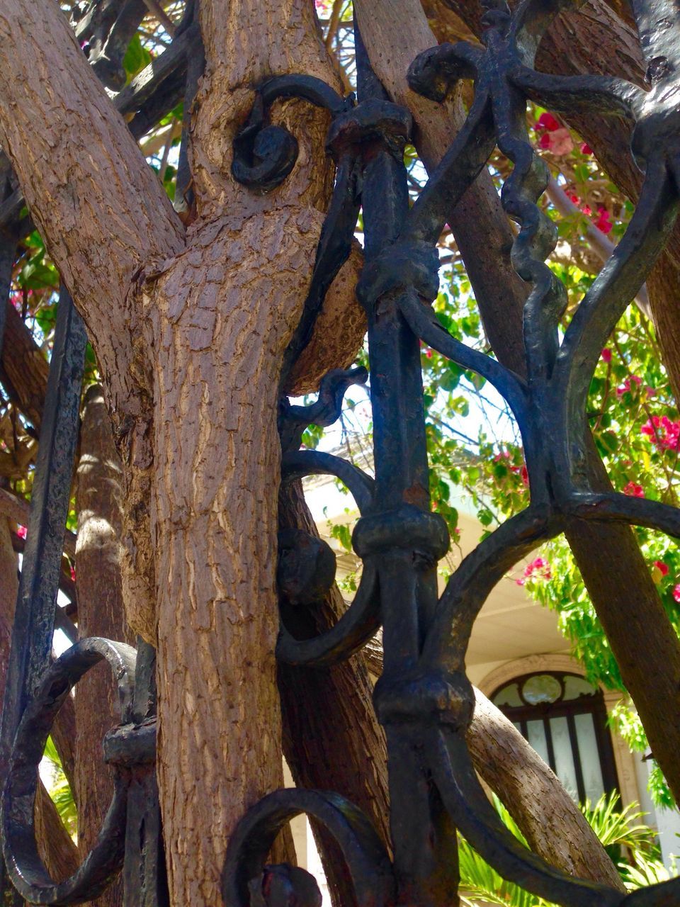 tree, low angle view, tree trunk, growth, branch, built structure, architecture, sunlight, no people, day, outdoors, nature, building exterior, wood - material, old, leaf, hanging, arch, close-up, plant