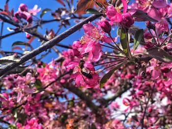 Low angle view of cherry blossom