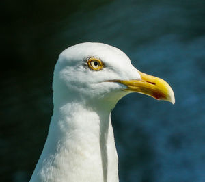 Close-up of seagull