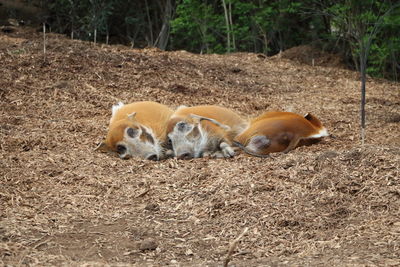High angle view of crab on sand at beach