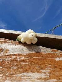 Low angle view of white flowers against blue sky