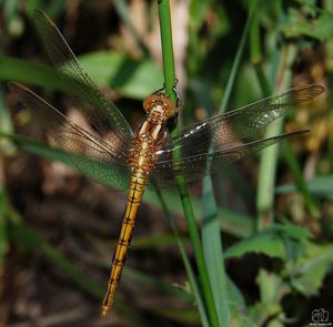 Close-up of damselfly on plant