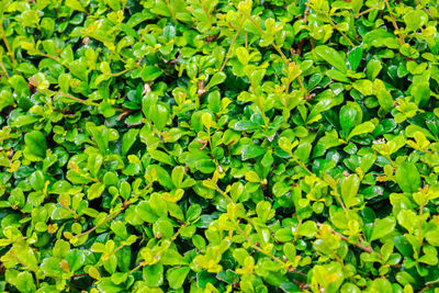 Full frame shot of leaves on field