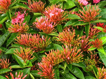 Close-up of red flowering plants