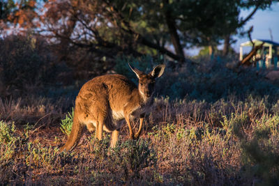 Deer standing in a forest