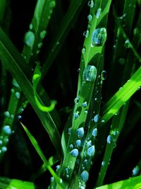 Close-up of water drops on blade of grass