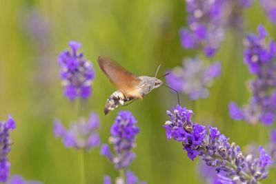 Close-up of butterfly on purple flower