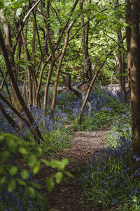 Trees in forest